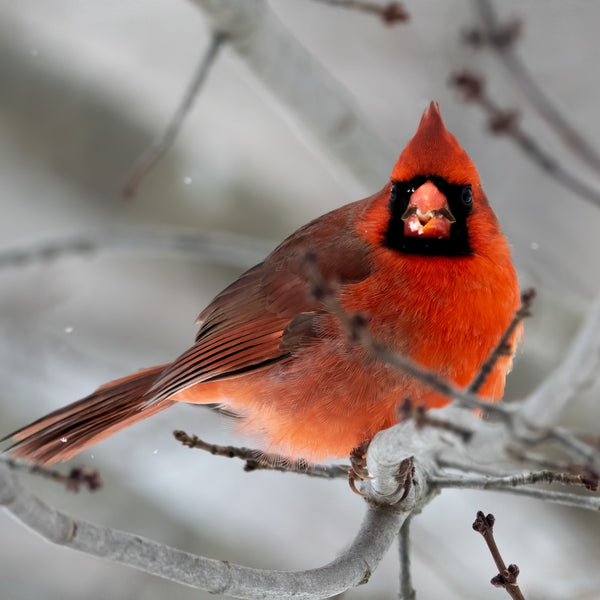 The Ultimate Guide to Cardinals