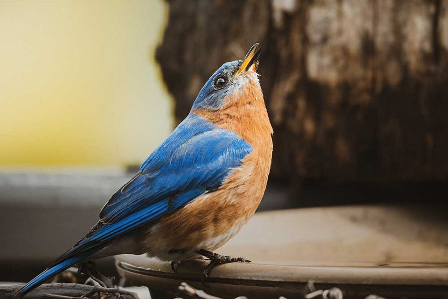 What are the Different Types of Blue Birds